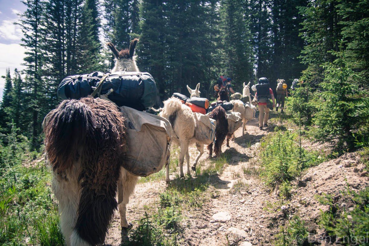 llama pack